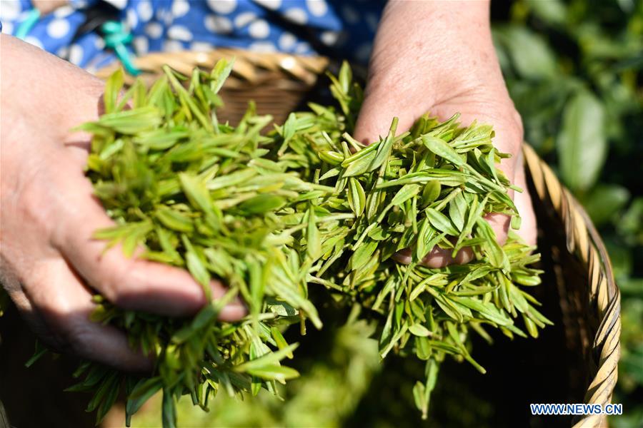 Hangzhou tea leaves.jpeg