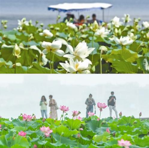 荷花.jpg