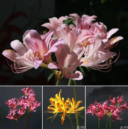 花花.jpg