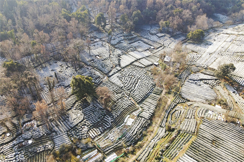 杭州：雪后龍井銀裝素裹美如畫VCG111312264507.jpg