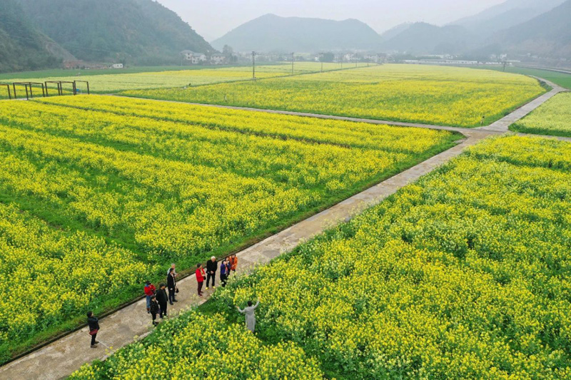 油菜花2.jpg