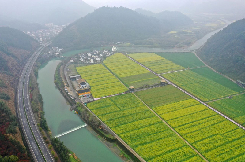 油菜花4.jpg