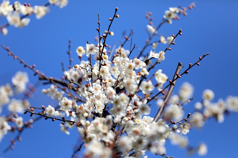 Spring Festival in Hangzhou