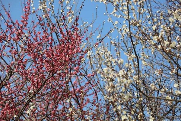 Tourists enjoy plum blossoms in Xixi National Wetland Park