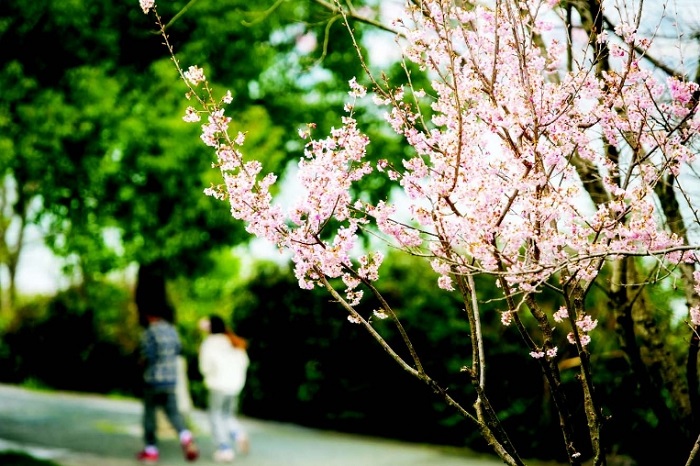 Flowers blossom as spring comes to Hangzhou