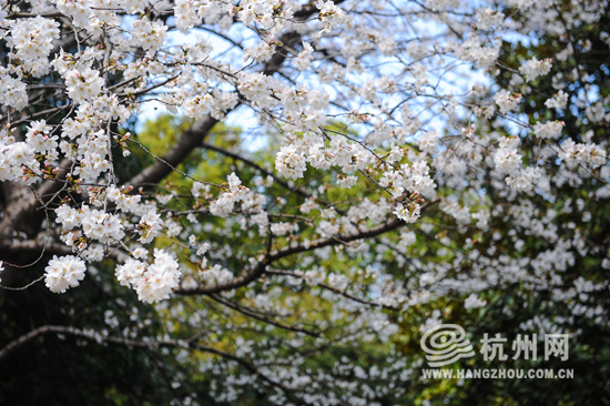 櫻花3.jpg