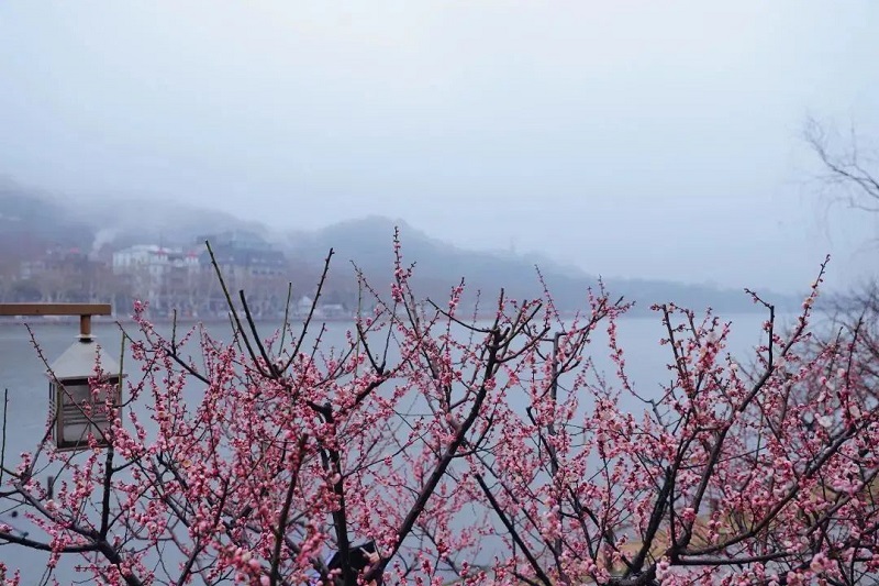 梅花2.jpg