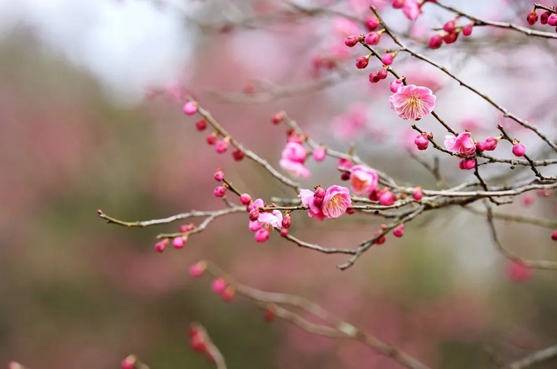 梅花3.jpg