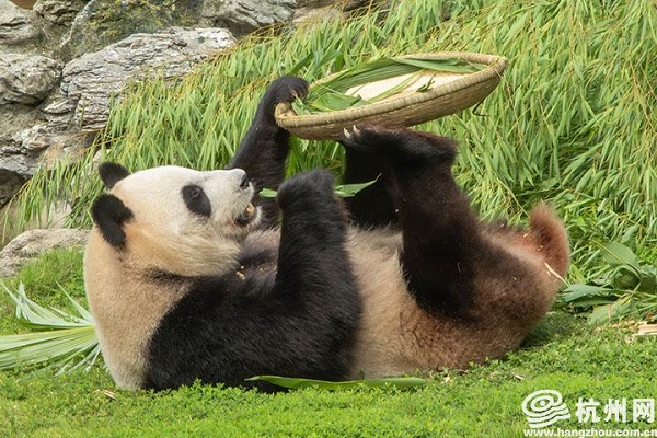 Custom Dragon Boat Festival feast for Hangzhou zoo animals