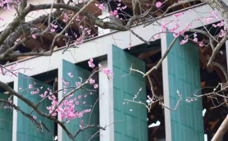 Plum blossoms at Hangzhou branch of the National Archives of Publications and Culture