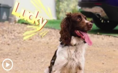 Lucky the dog helps with search and rescue
