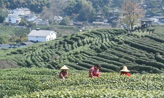 Big data adopted for tea harvest in Zhejiang
