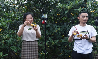 Hangzhou provides e-commerce livestream training for loquat growers