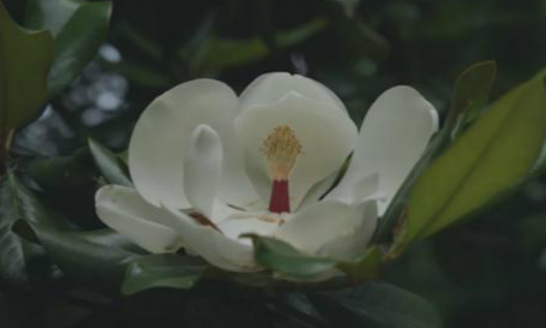 Magnolia grandiflora trees back to streets