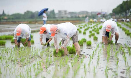 Digital agriculture takes shape in Yuhang