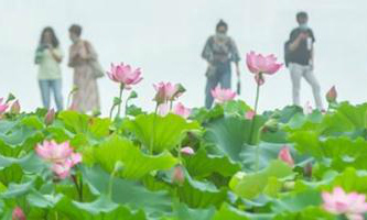 Don't miss the best time to admire lotuses