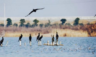 Herons flock to Qiantang New Area to find mates