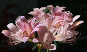 Award-winning lilies exhibited at Hangzhou Botanical Garden