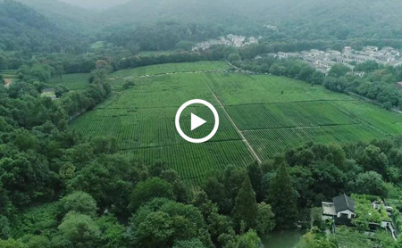 Music: Greenness is whispering