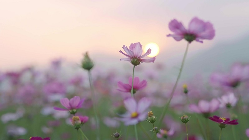 Beautiful West Lake autumn story: Sea of flowers